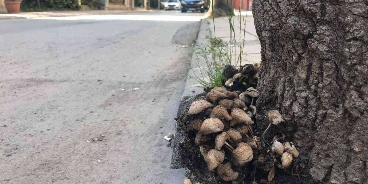 Şehir Merkezi Mantarlarla Doldu