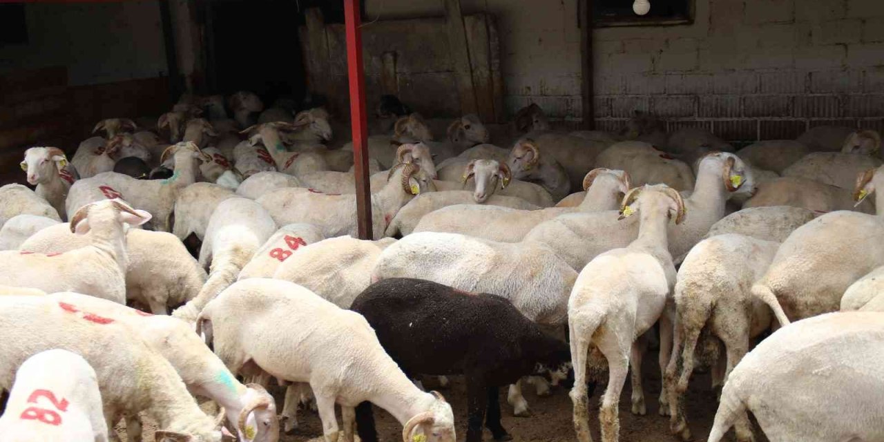 Her Bütçeye En Uygunu Küçükbaş Havan