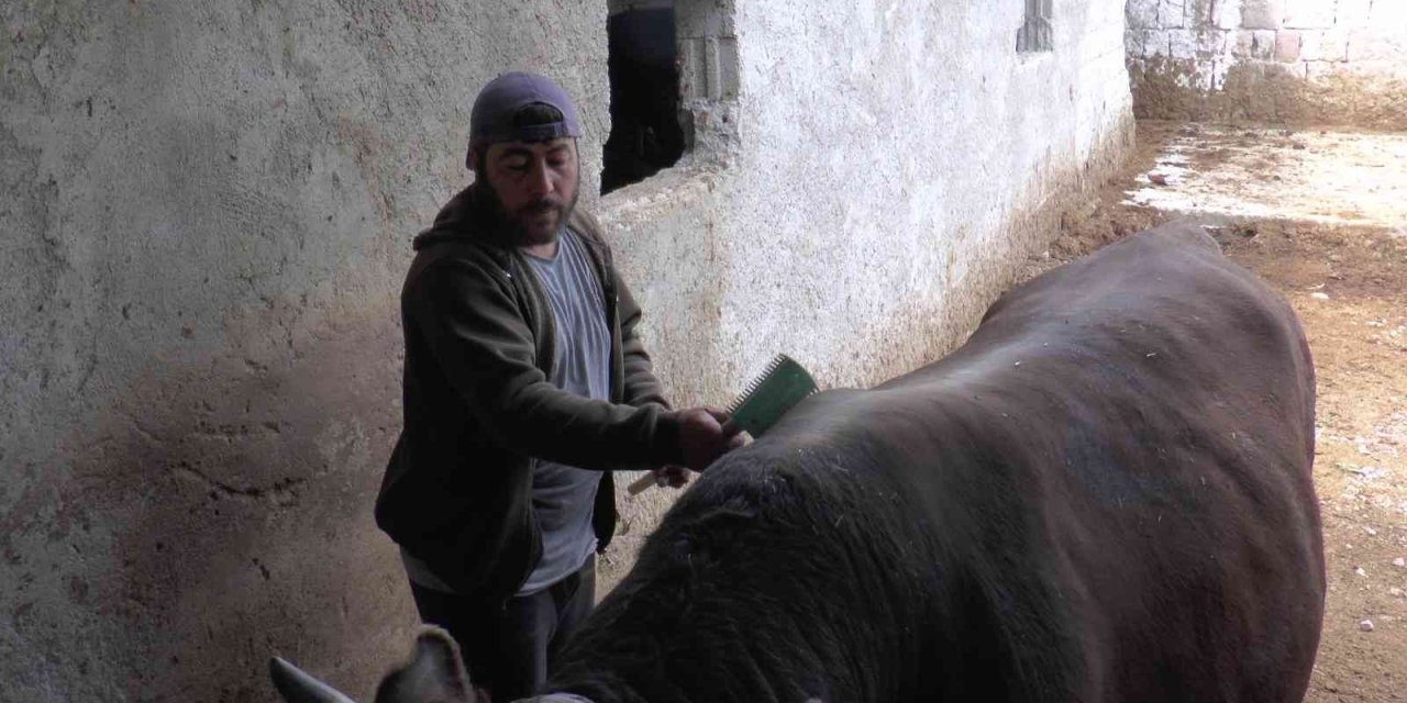 Kurbanlık Alacaklara Uzmanından Uyarı