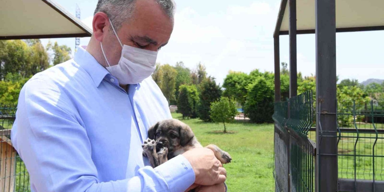 Başkan Esen: “sokak Hayvanlarının Kısırlaştırma İşlemini Planlı Bir Şekilde Sürdürüyoruz”