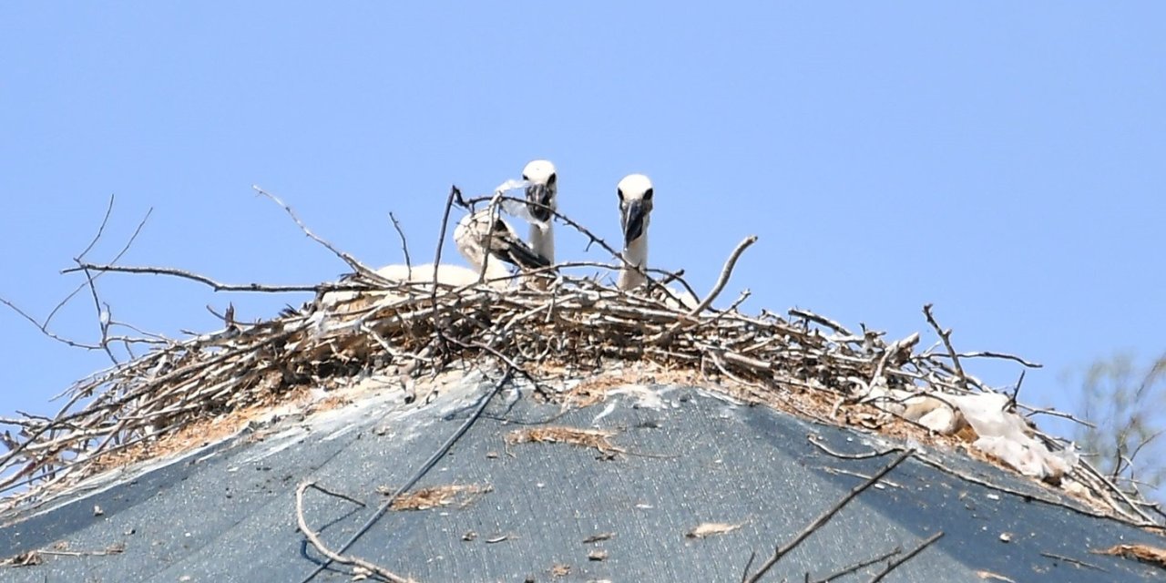 Tedavi İçin Getirilen Leylek, Doğa Parkı’nda Yuva Yaptı
