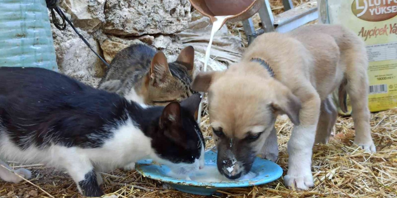 Birlikte Süt İçen Yavru Köpek Ve Kediler Görenlerin İçini Isıttı