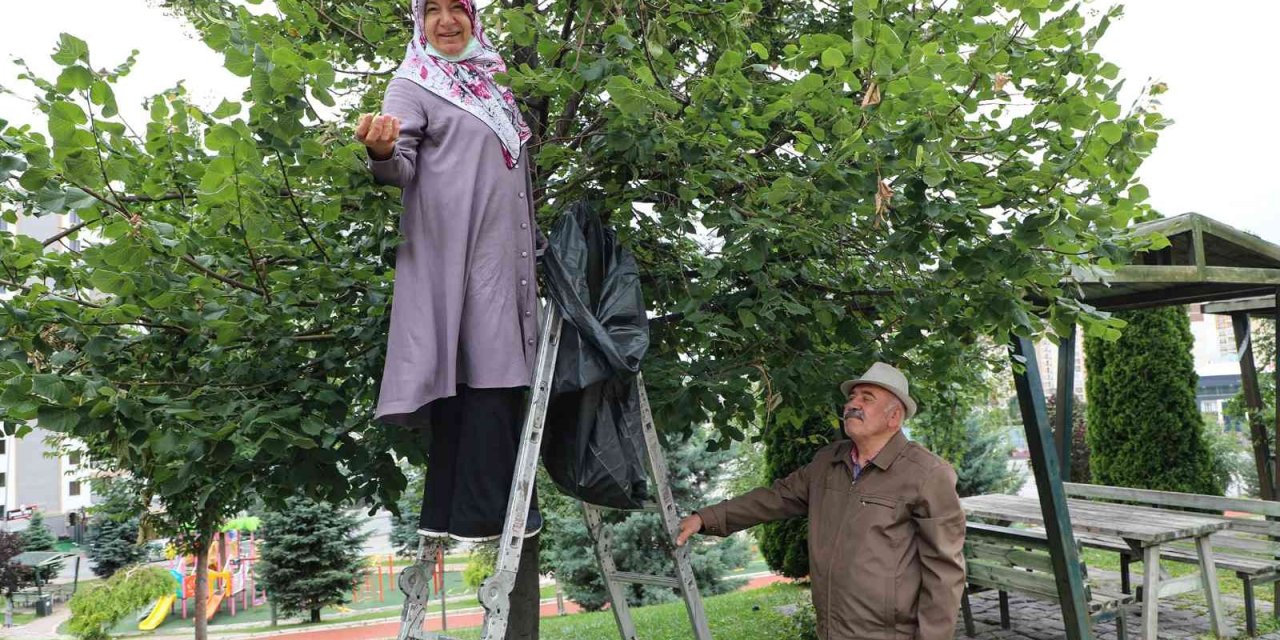 Belediye Ağacını Dikti, Vatandaşlar Ücretsiz Ihlamura Ulaştı