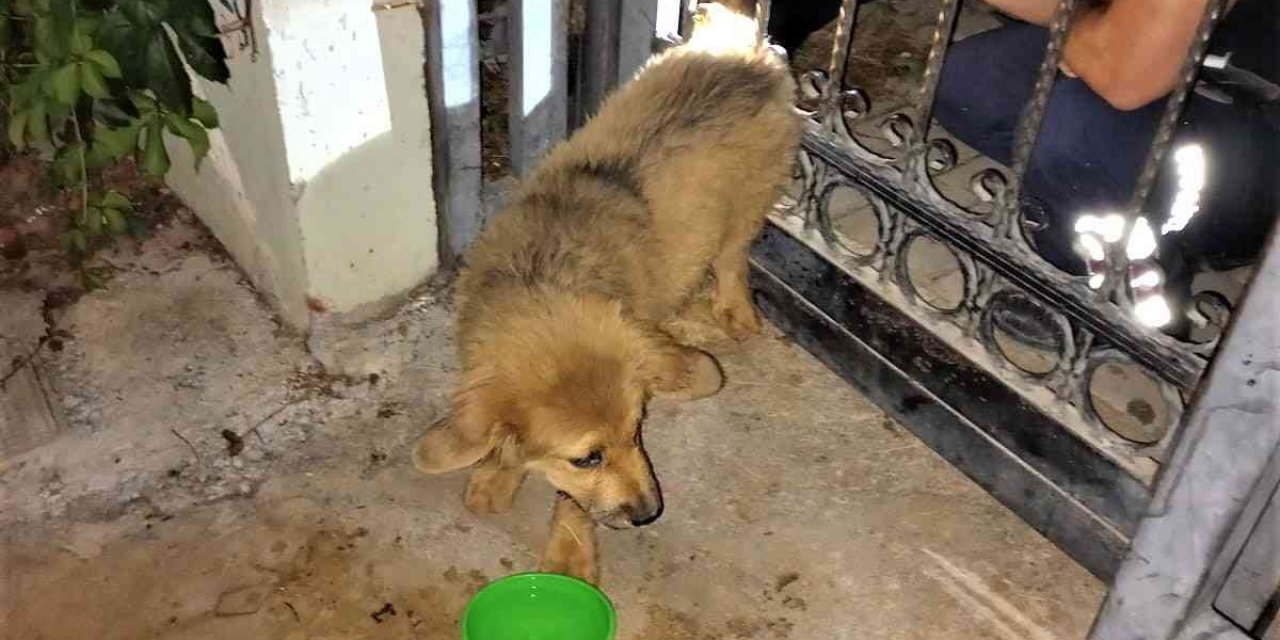 Demir Parmaklıklara Sıkışan Köpeğin Yardımına İtfaiye Koştu