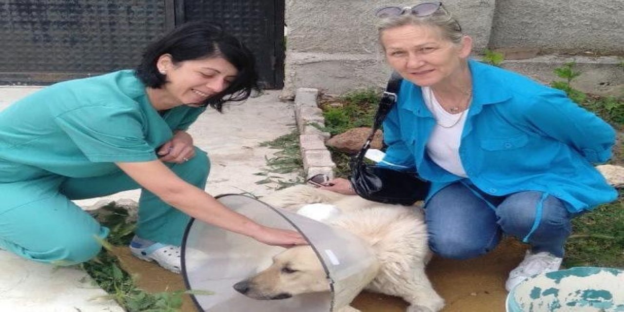 Yaralı Köpek Sağlığına Tepebaşı’nda Kavuşuyor