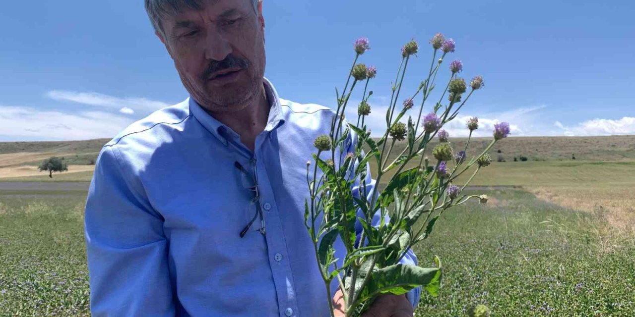 Anadolu’nun Yenilenebilir Bitkisel Enerji Kaynağı ’pelemir’