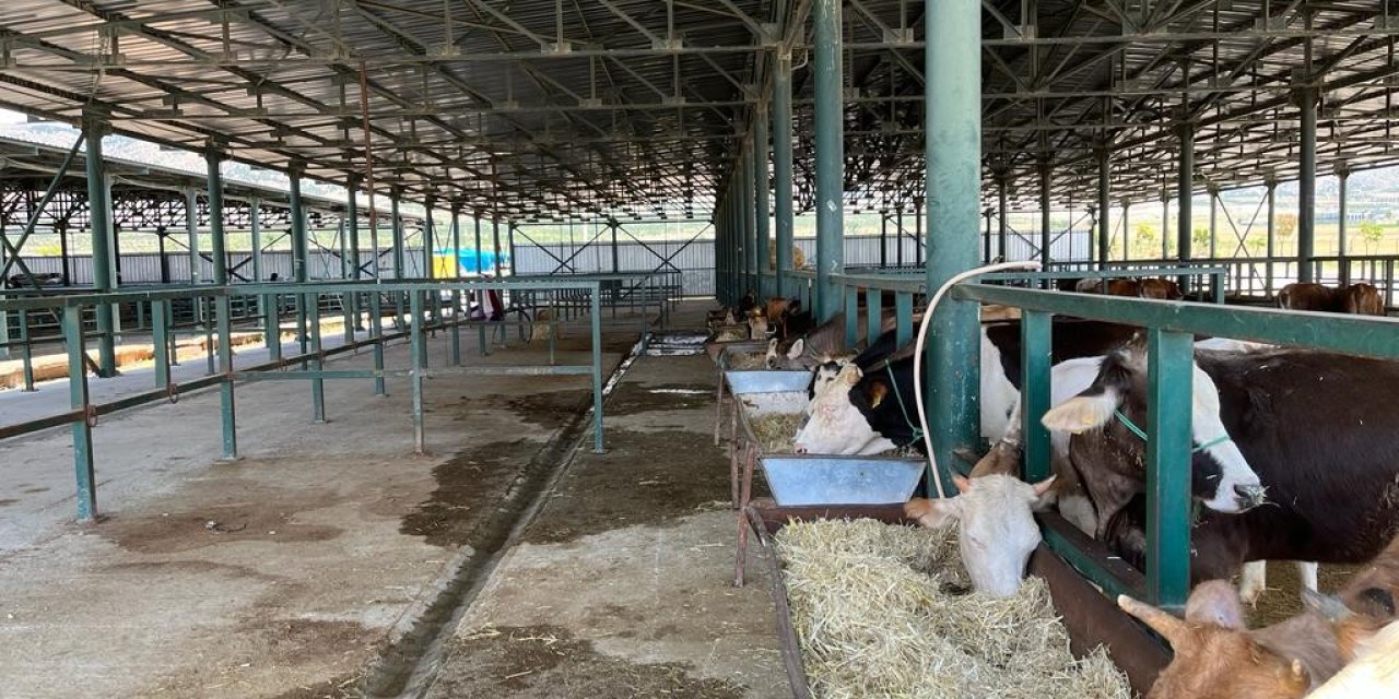 Boş Kalan Hayvan Pazarlarında Umutlu Bekleyiş