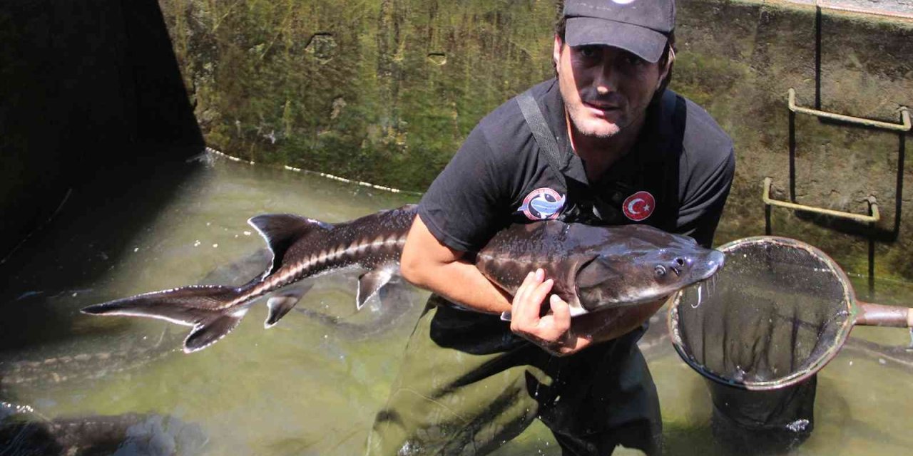 Nesli Tükenme Tehlikesi Altındaki Mersin Balığından 100 Bin Yavru Aldılar