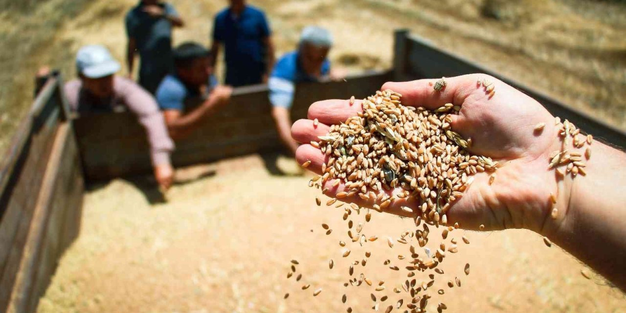 Ata Tohumunda Hasat Sevinci