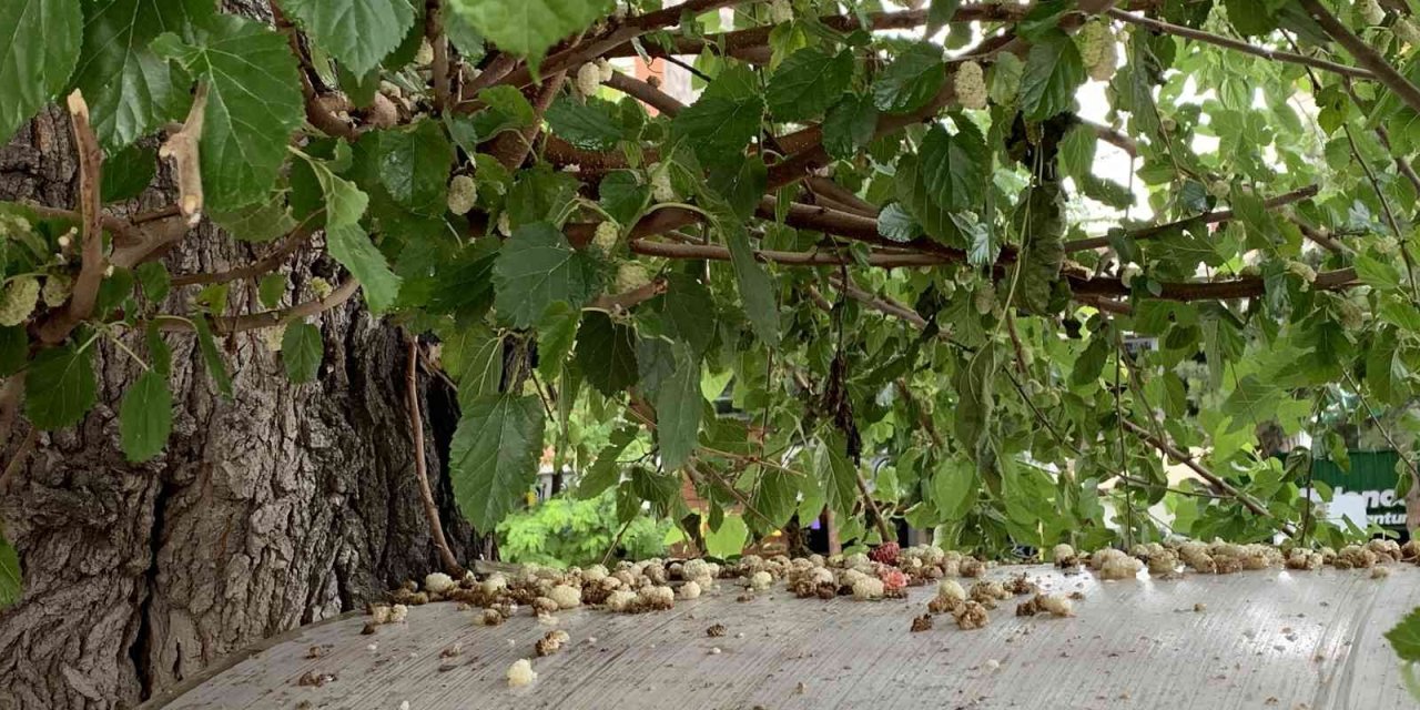 Toplanmayıp Yerde Çürüyen Dutlar Ziyan Oluyor