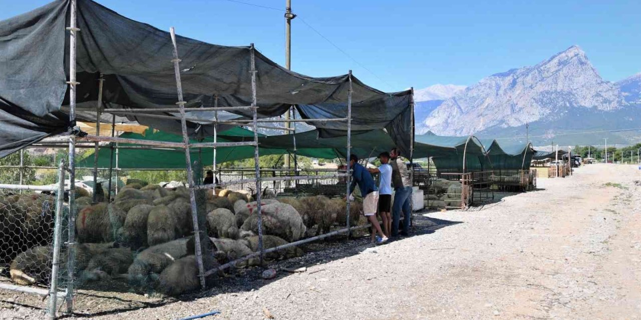 Konyaaltı’nda Ücretsiz Ve Randevulu Kurban Kesimi