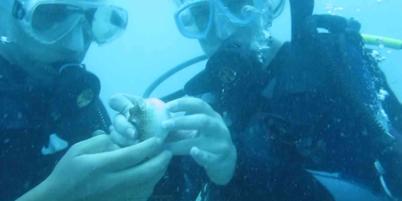 Antalya’da Deniz Suyu Sıcaklığı Arttı, Balon Balıklarının ‘Şirinler’ Sürüsü Kıyıyı İşgal Etti