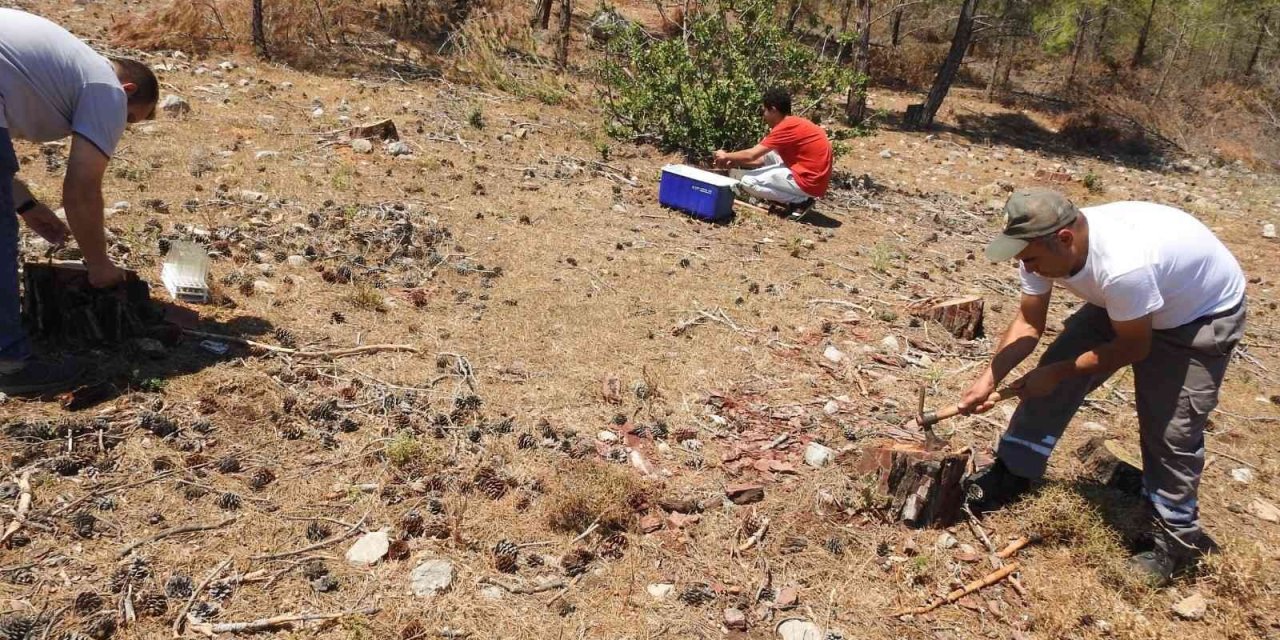 Ormanlarda Dumansız Yangına Karşı Biyolojik Mücadele