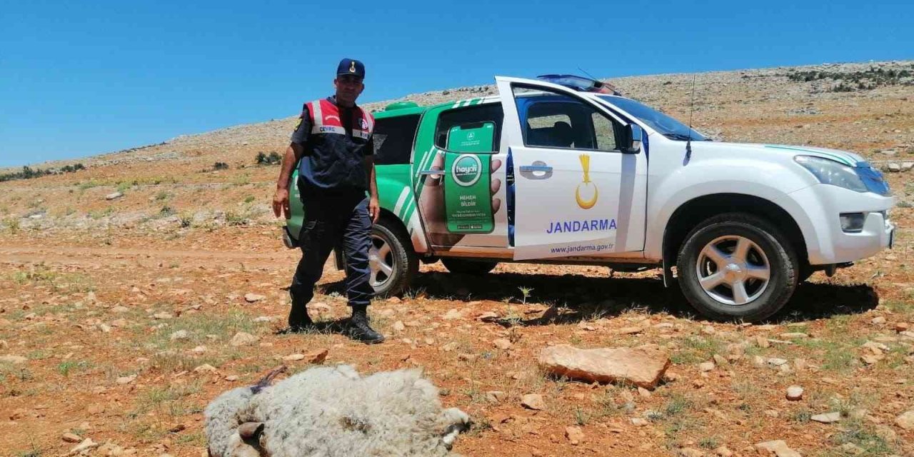 Yol Kenarına Hayvan Leşi Atan Şahsa Yaptırım Uygulandı