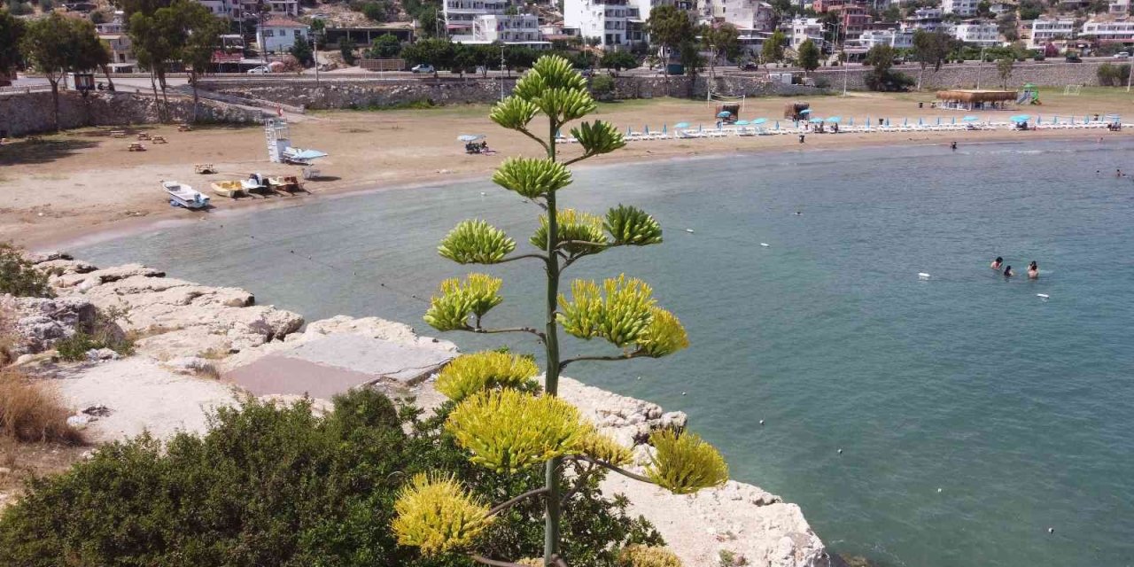 Bir Ayda 5 Metre Uzamıştı, 60 Yıl Sonra Çiçek Açtı