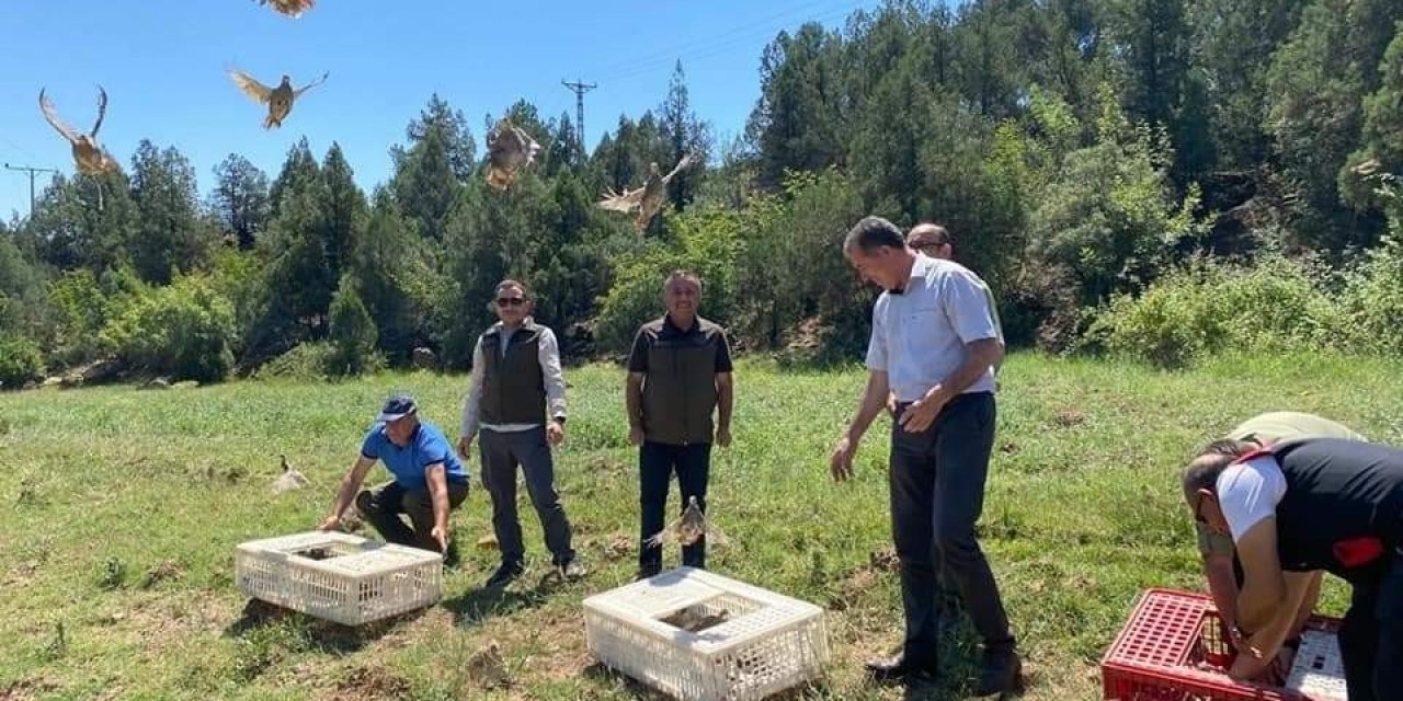 Eskişehir’de Yüzlerce Kınalı Keklik Doğaya Salındı