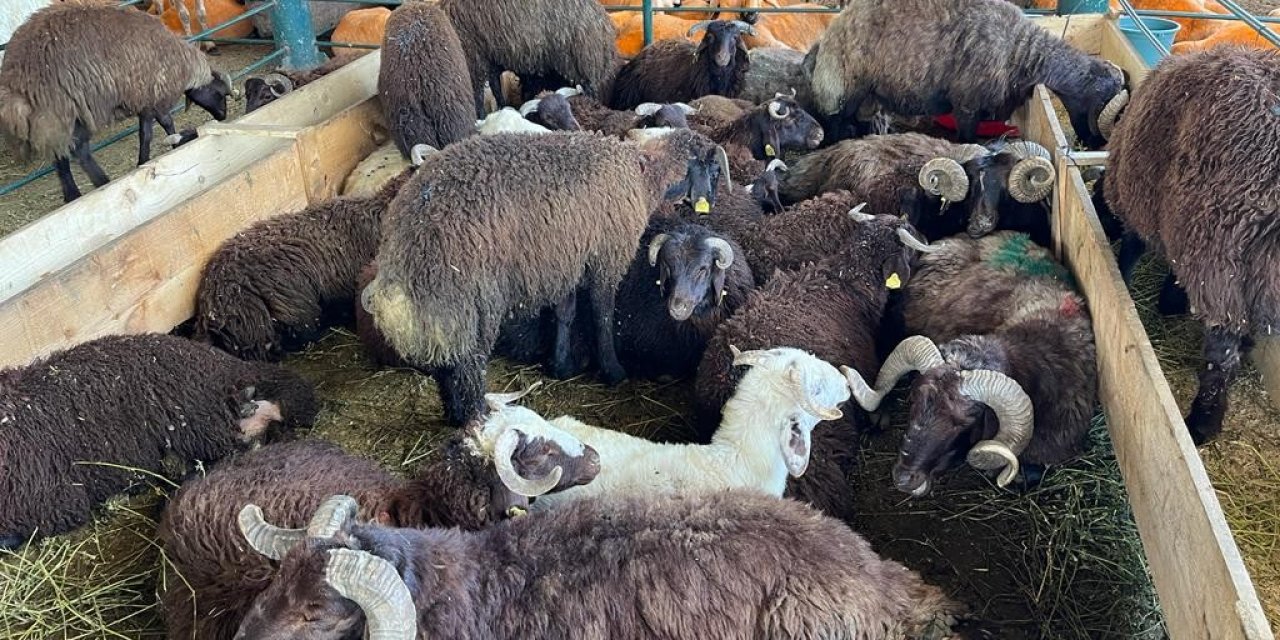 Kurban Pazarları Her Bütçeye Hitap Ediyor