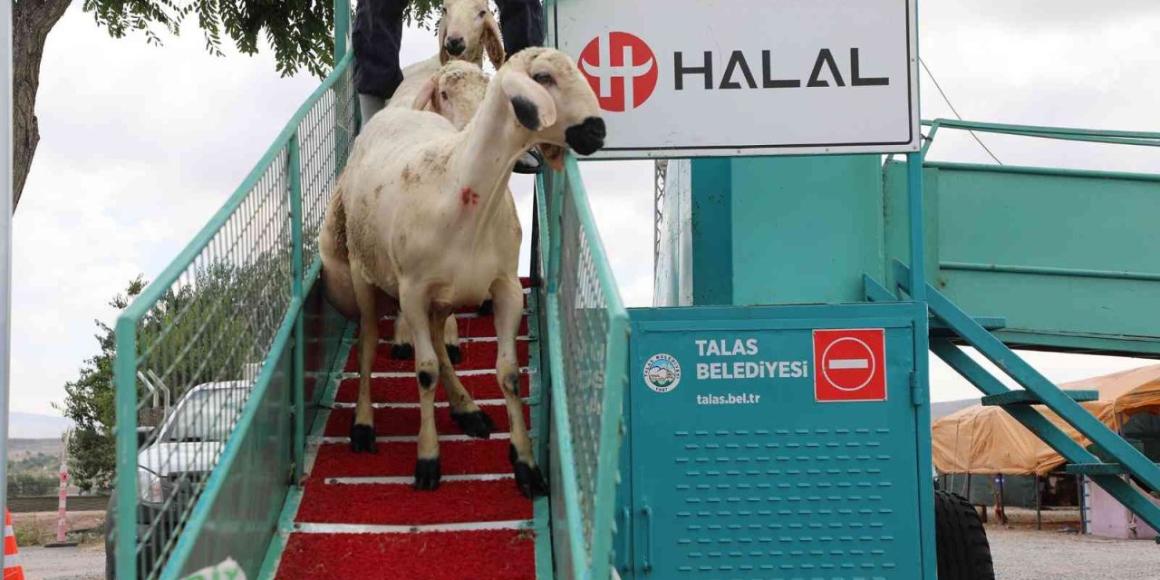 Belediye Yıkıyor, Kurbanlıklar Görücüye Çıkıyor