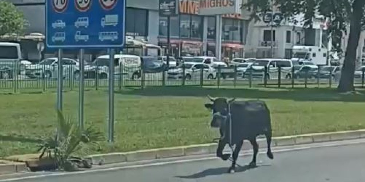 Antalya’da Firari Kurbanlıklar Bayramı Beklemedi