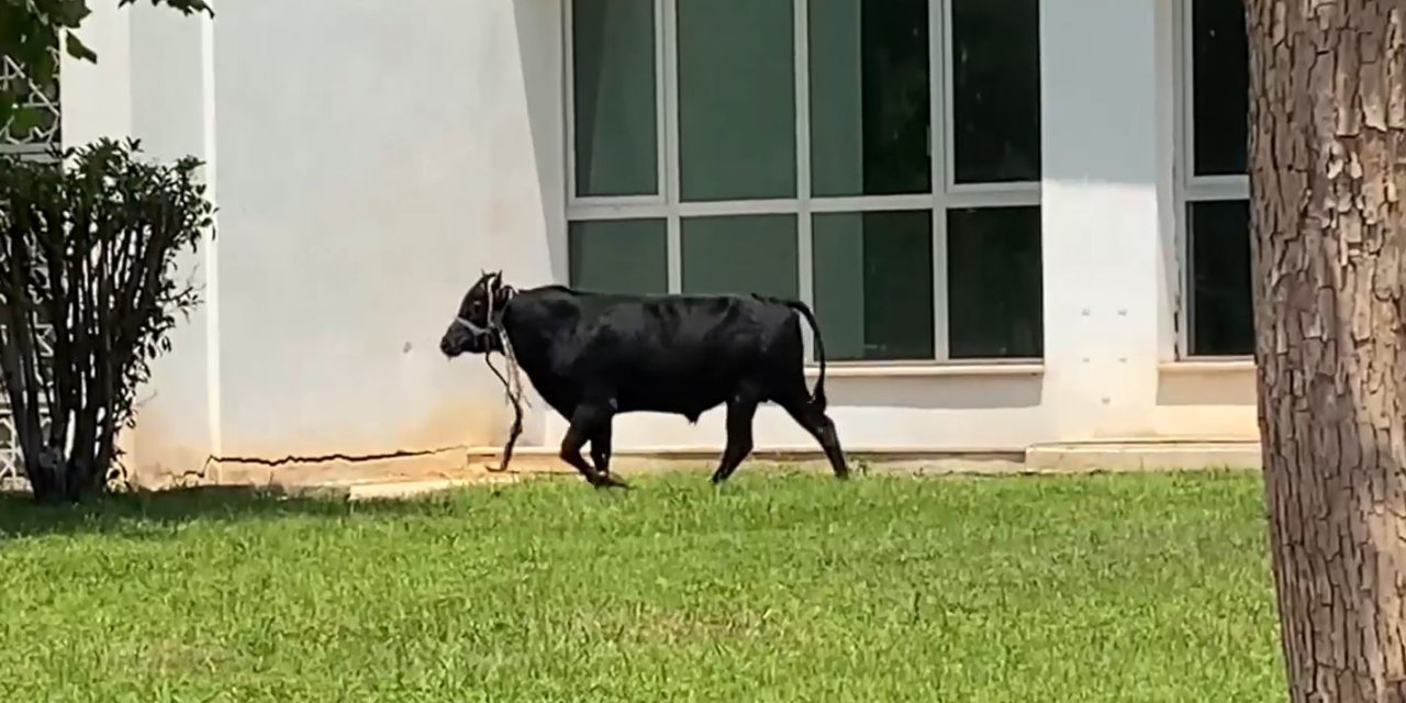 Antalya’da Ekiplerin Kaçan Danayla Mücadelesi