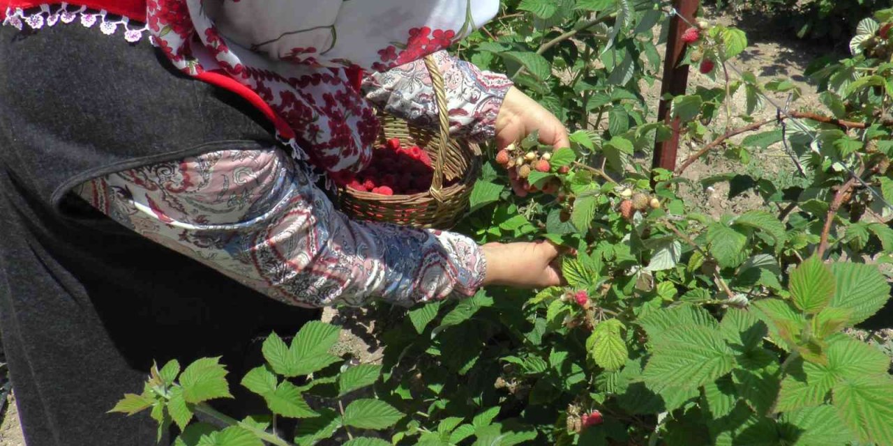 Bu Bahçenin Ziyaretçileri Meyvelerini Dalından Yiyor