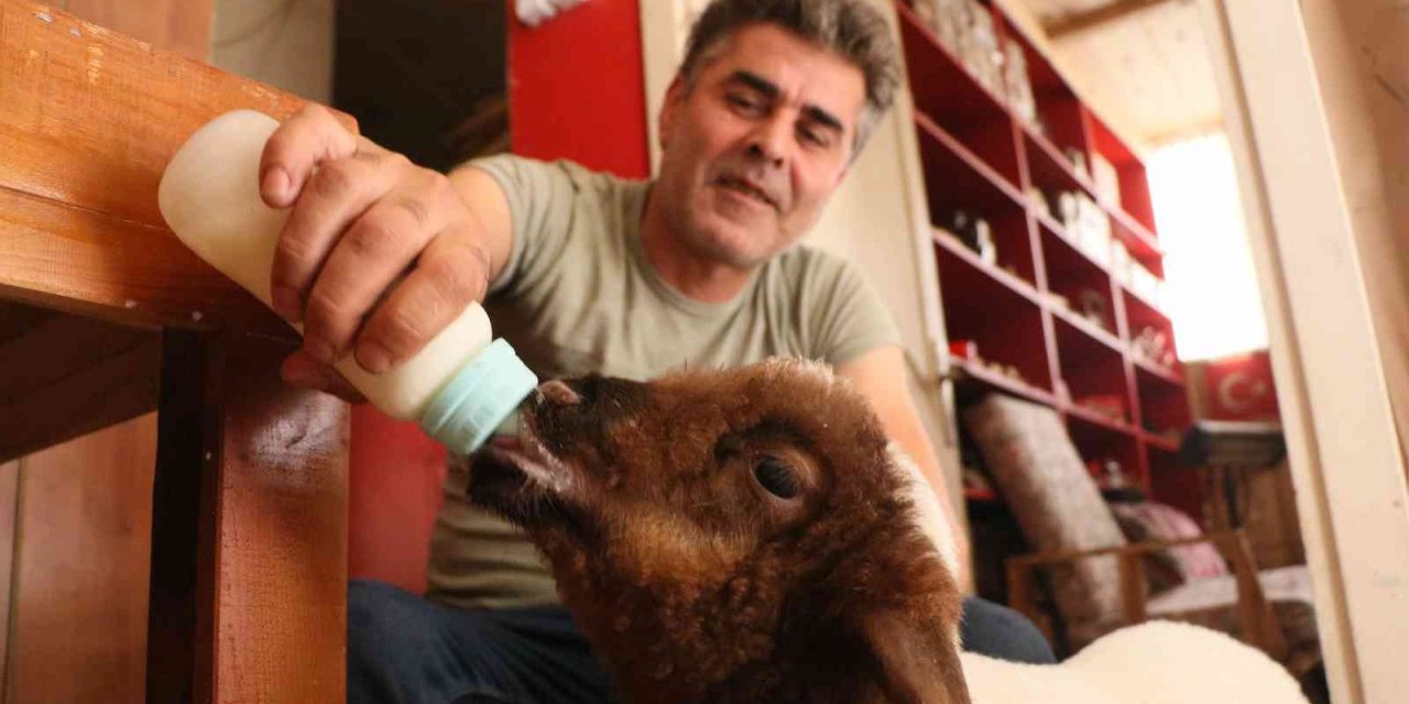 Annesi Ölen Kuzuyu Bebeği Gibi Besliyor