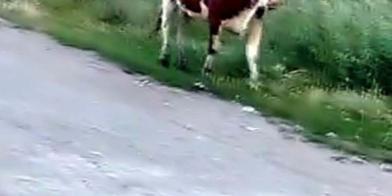 Kurbanlığın Firarı 2 Gün Sürdü