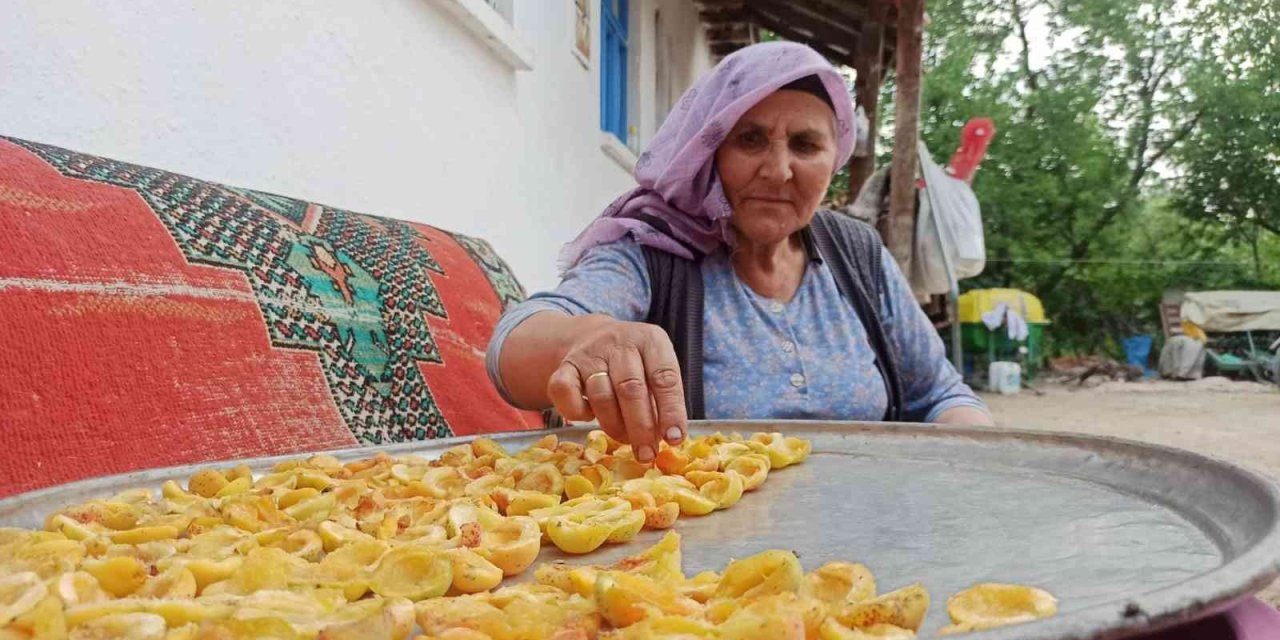Olgunlaşan Kayısılar Kurutulmaya Bırakıldı
