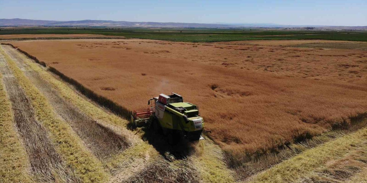 Kanolada İlk Deneme Yüz Güldürdü