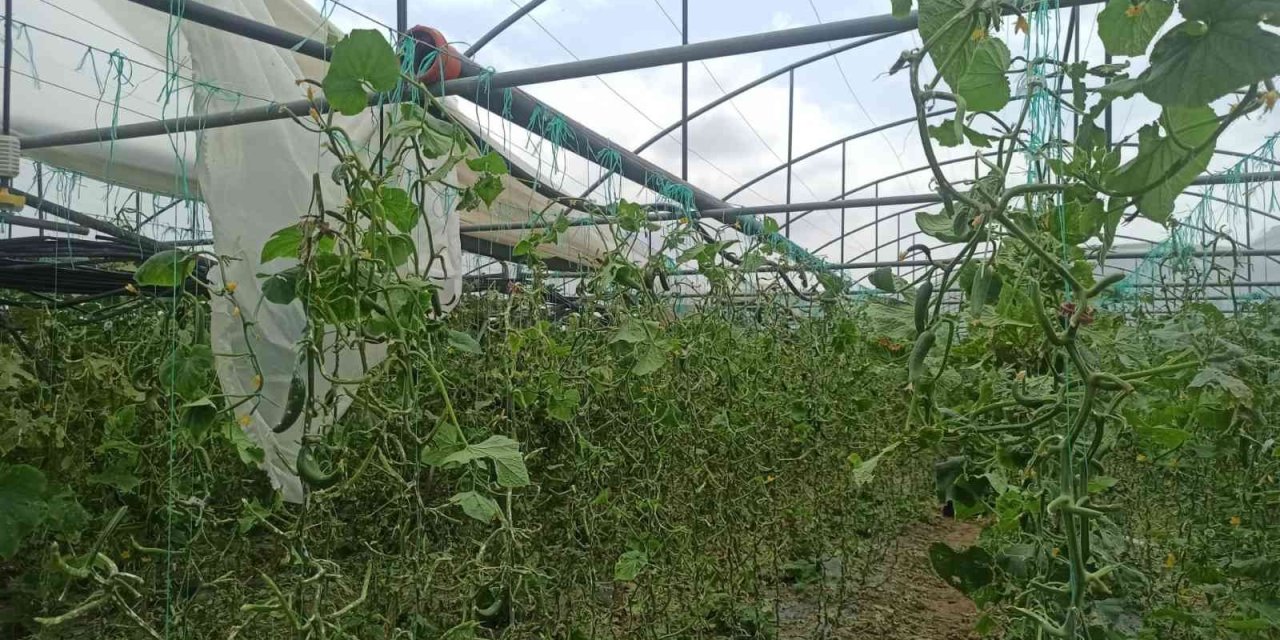 Dolunun Vurduğu Seralarda Ürünler Büyük Hasar Gördü