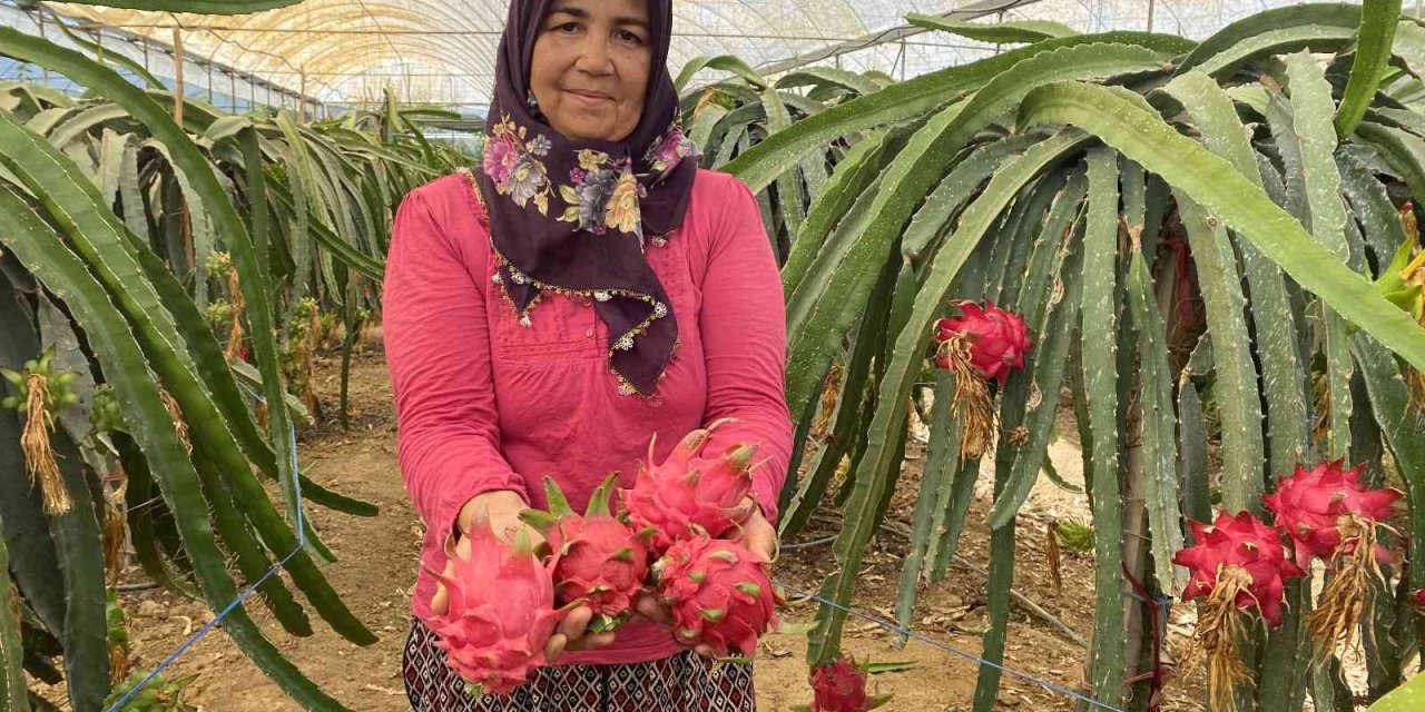 Ejder Meyvesinde Hasat Başladı