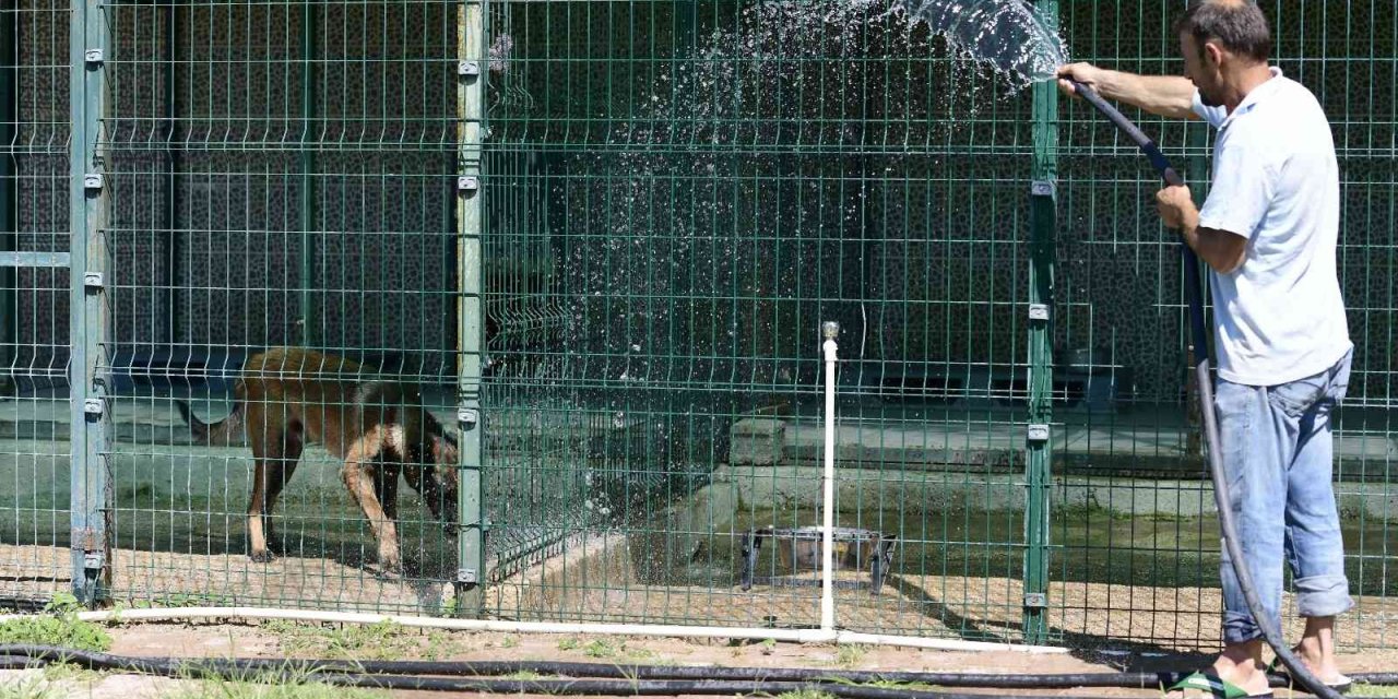 Antalya’da Kavurucu Sıcaklarda Sokak Hayvanları İçin Vıp Hizmet