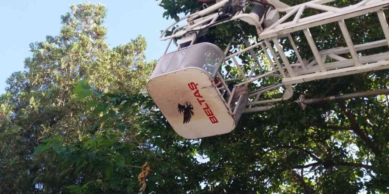 Ağaçta Asılı Kalan Kargayı İtfaiye Kurtardı