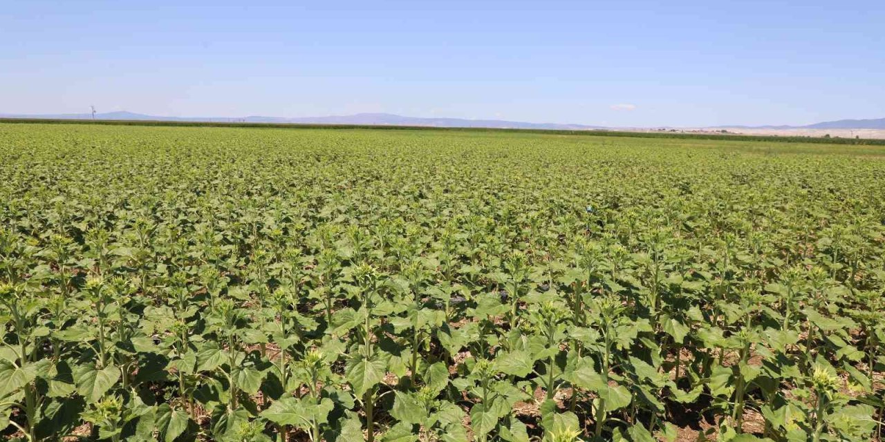 Çayır Tırtılı Mısır İçin De Tehdit Oluşturuyor