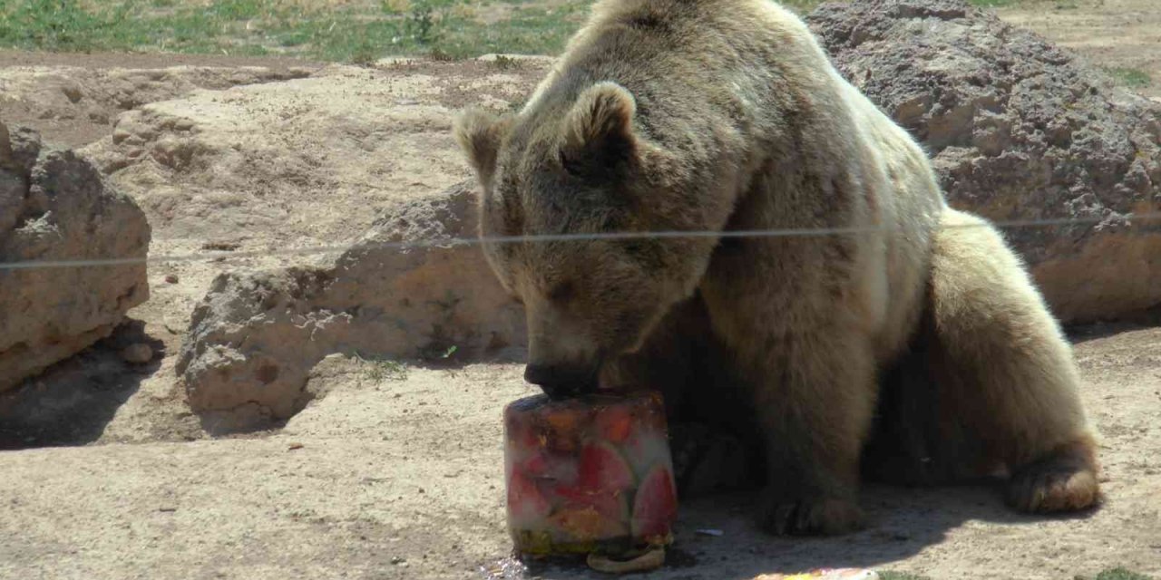 Hayvanların Sıcak Havada ‘buz Kokteyli’ Keyfi