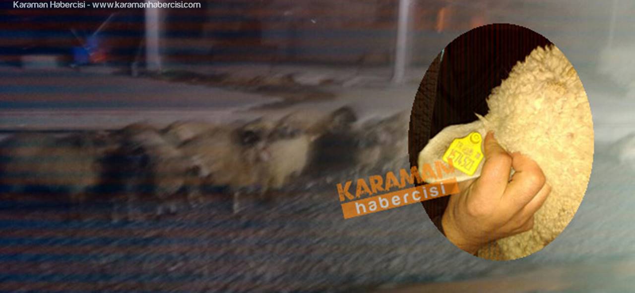 Karaman İstasyonun Davetsiz Misafirleri