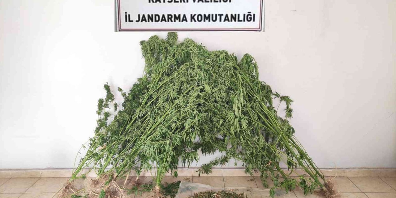 Jandarmadan Uyuşturucu Operasyonu