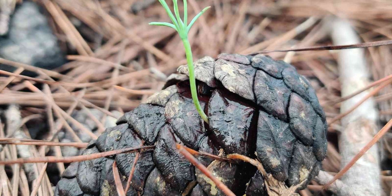 Manavgat 4-5 Yıl İçinde Yeşil Görünümüne Kavuşacak