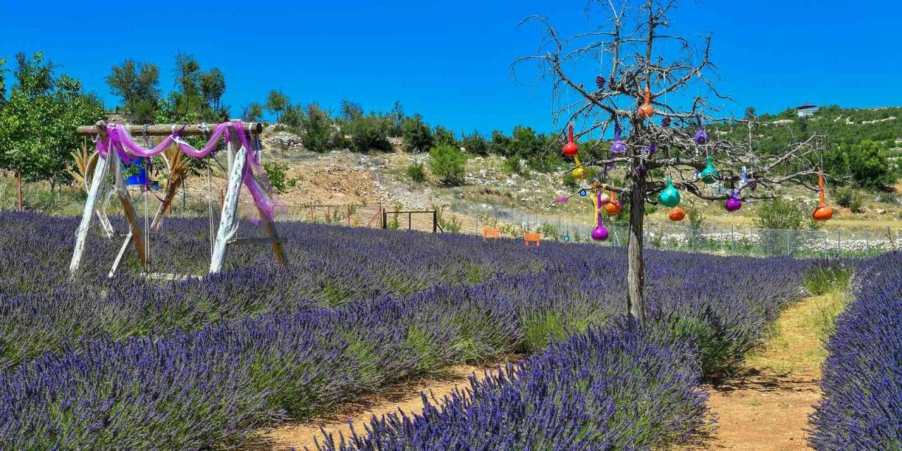 Mersin’de Köylüler Lavantayı Sevdi