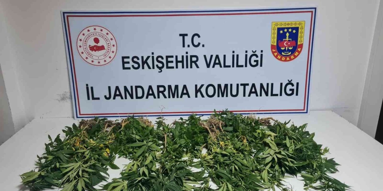Eskişehir’de 82 Kök Kenevir Ele Geçirildi