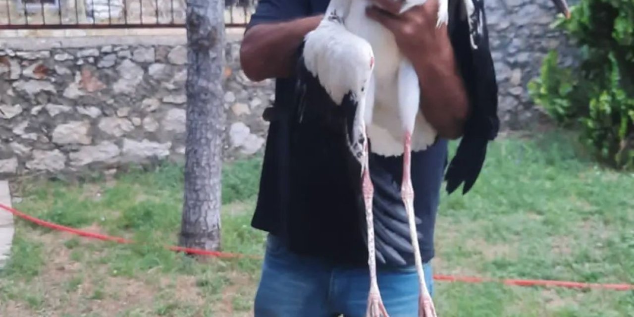 Yaralı Leylek Koruma Altına Alındı