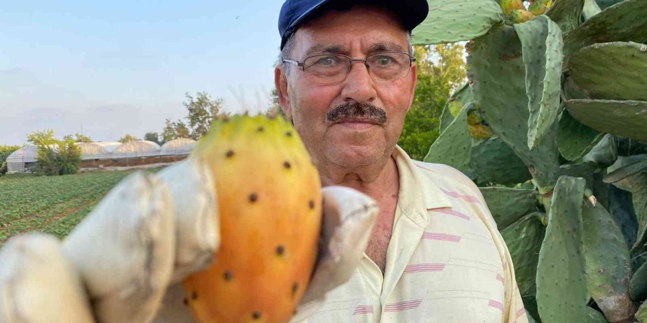 Doğada Kendiliğinden Yetişiyor, Kilosu 60 Tl’yi Buluyor