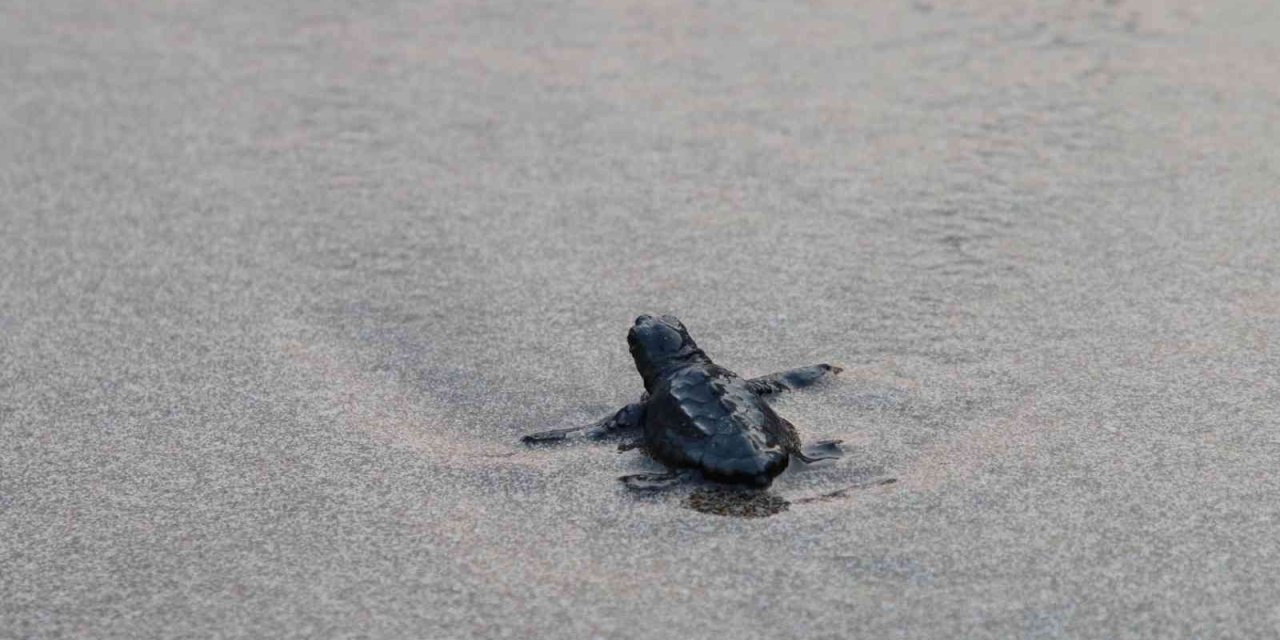 Patara’da Caretta Caretta Yavruları Denizde