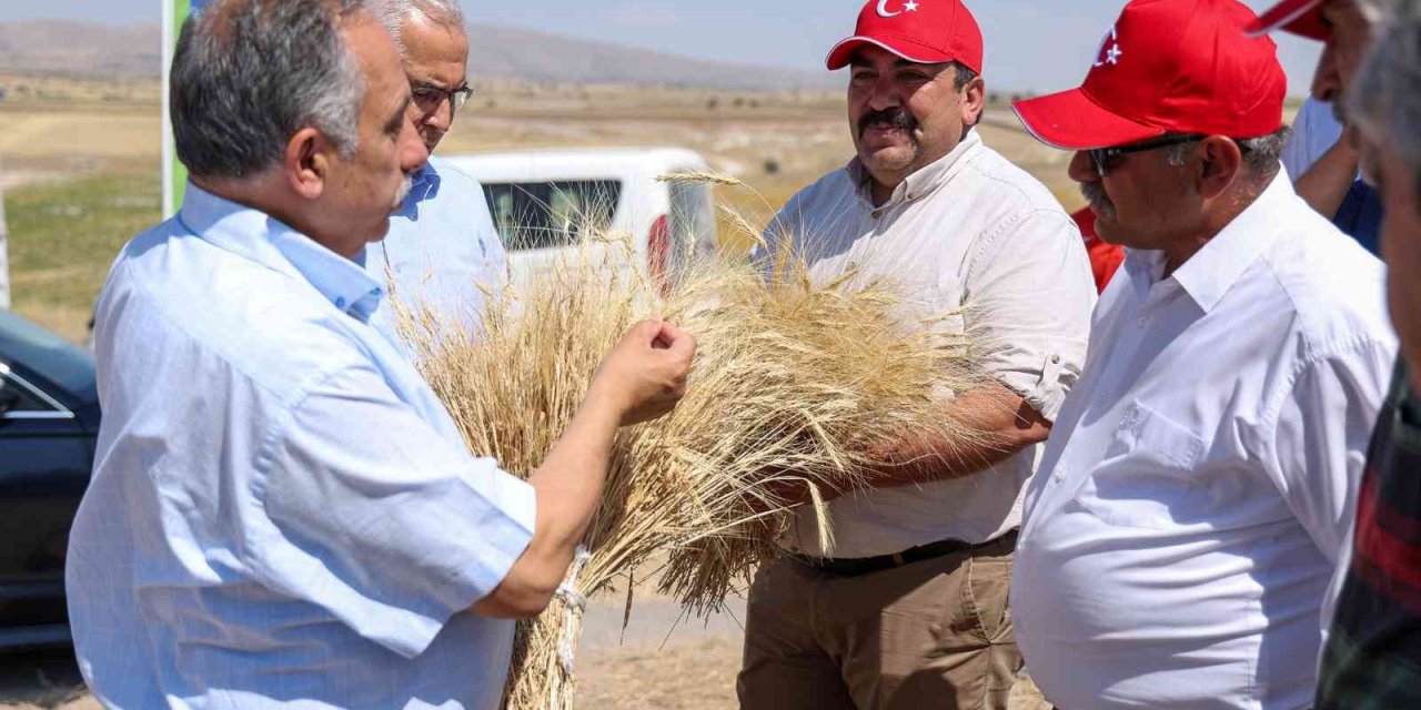 Talas’ta Hasat Vakti