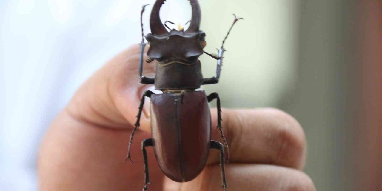 Yanan Ormanlık Alanlardan 60 Yıldır Toplanan Böcekler Bu Müzede Sergileniyor