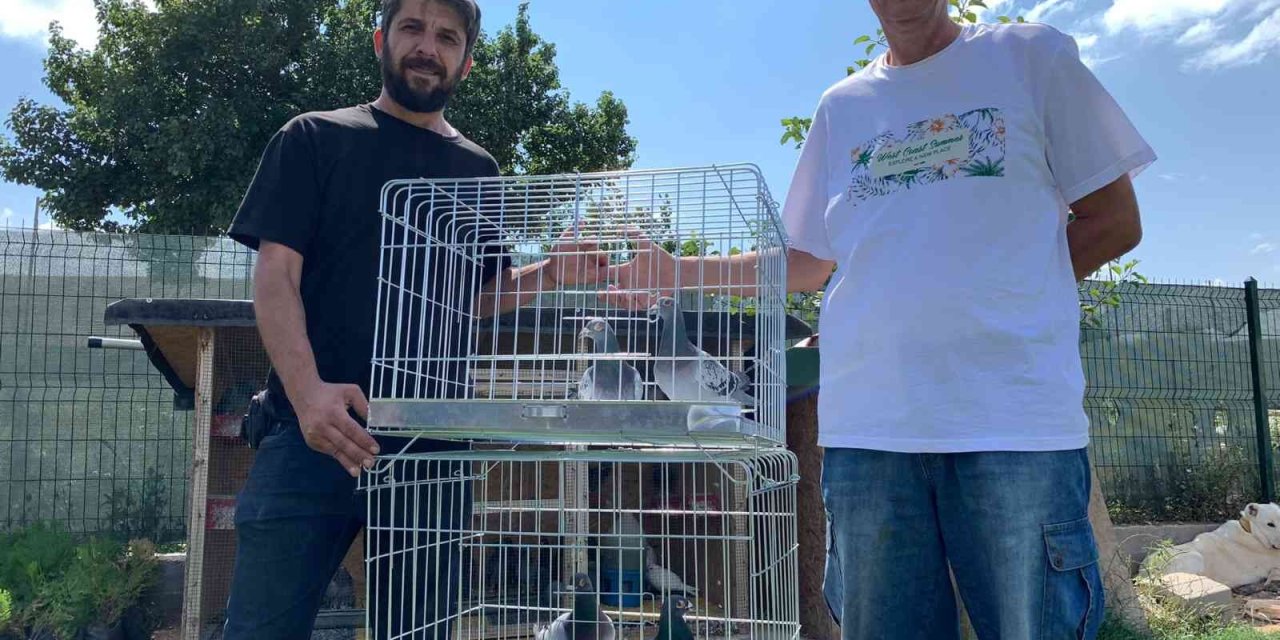 Bir Günde Bin 50 Kilometre Uçarak Kümeslerine Geri Döndüler