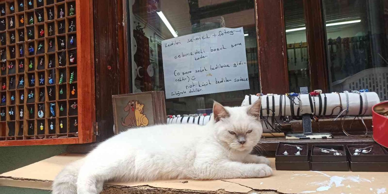 Kedilerini Sevenlerden Para Toplayıp Sokak Hayvanlarına Mama Alıyor