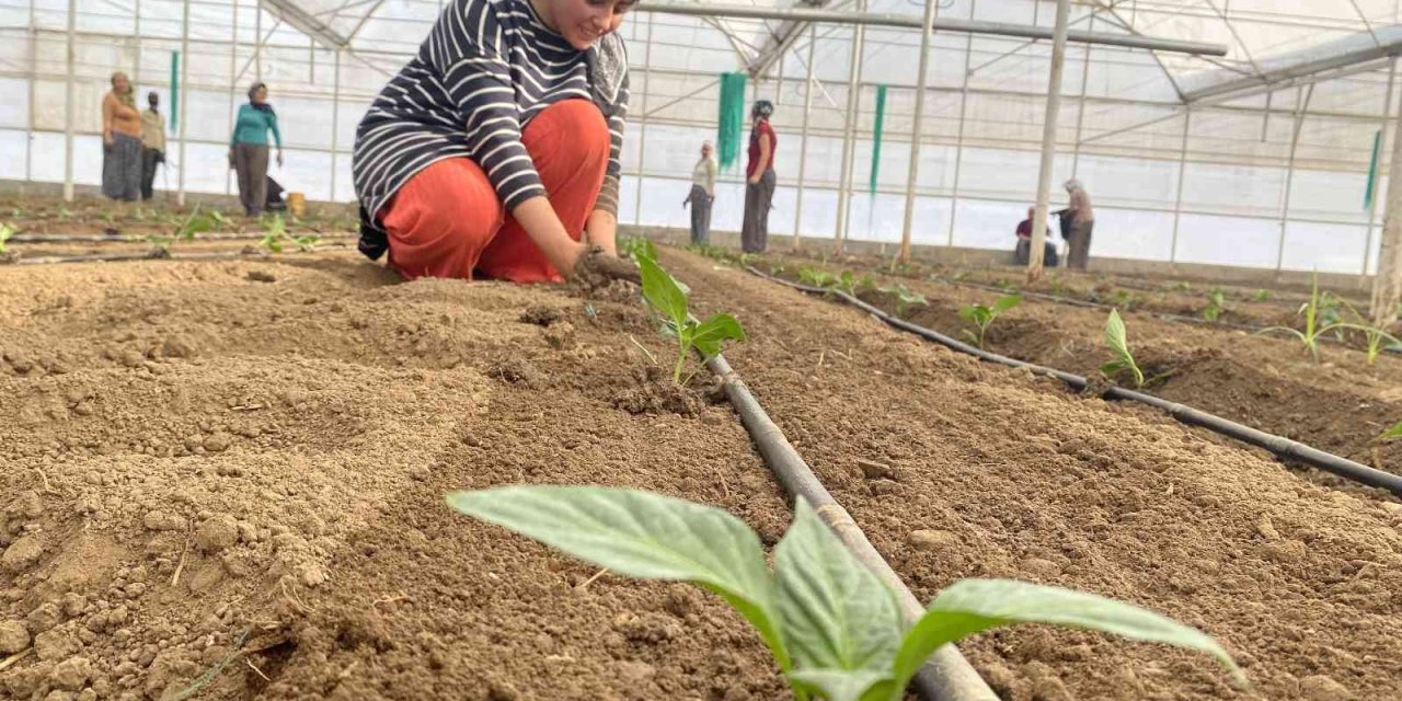 Tamamı İhraç Edilen Kaliforniya Biber Fideleri Toprakla Buluştu