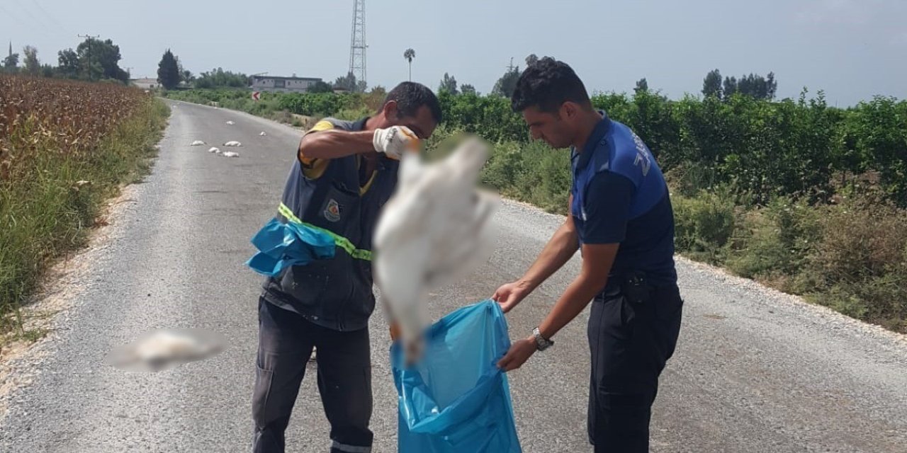 Tarsus’ta 15 Kaz Telef Olmuş Halde Bulundu