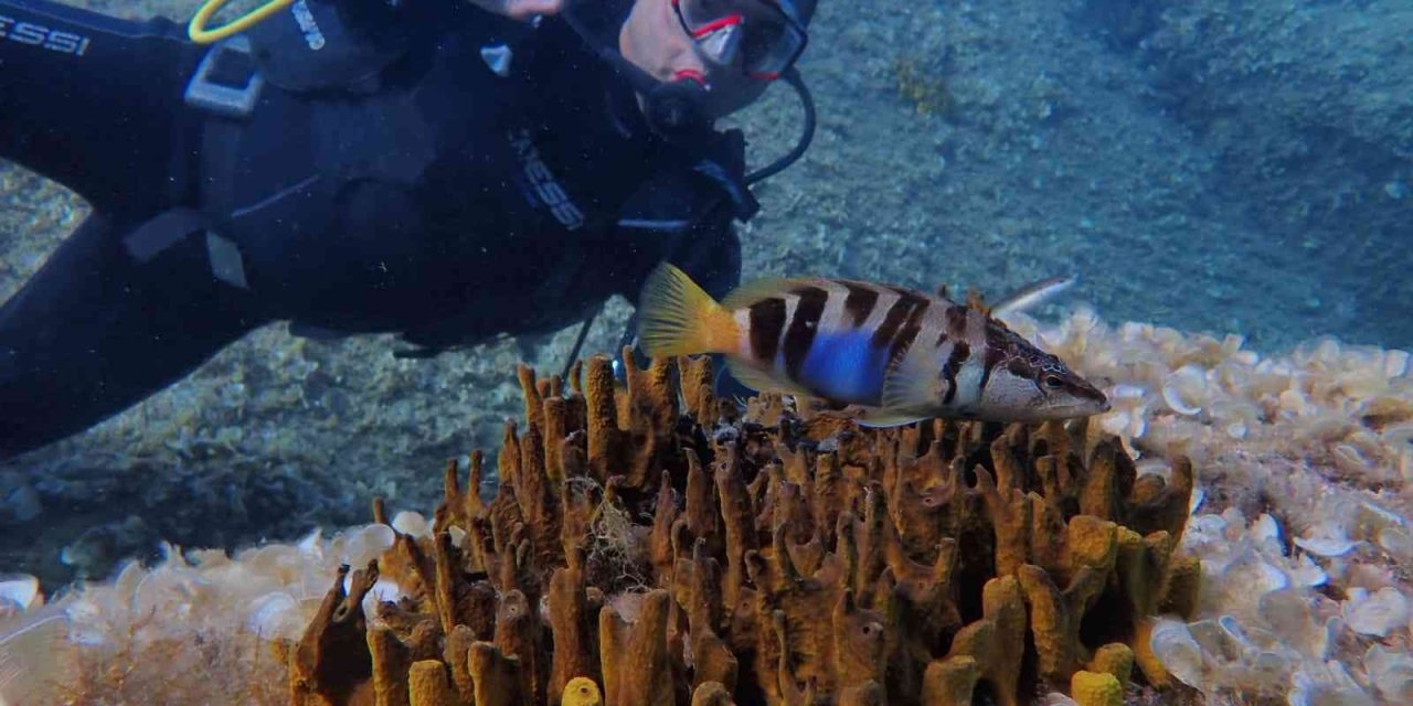 Eskişehirli Dalgıçlardan Mükemmel Deniz Altı Manzaraları